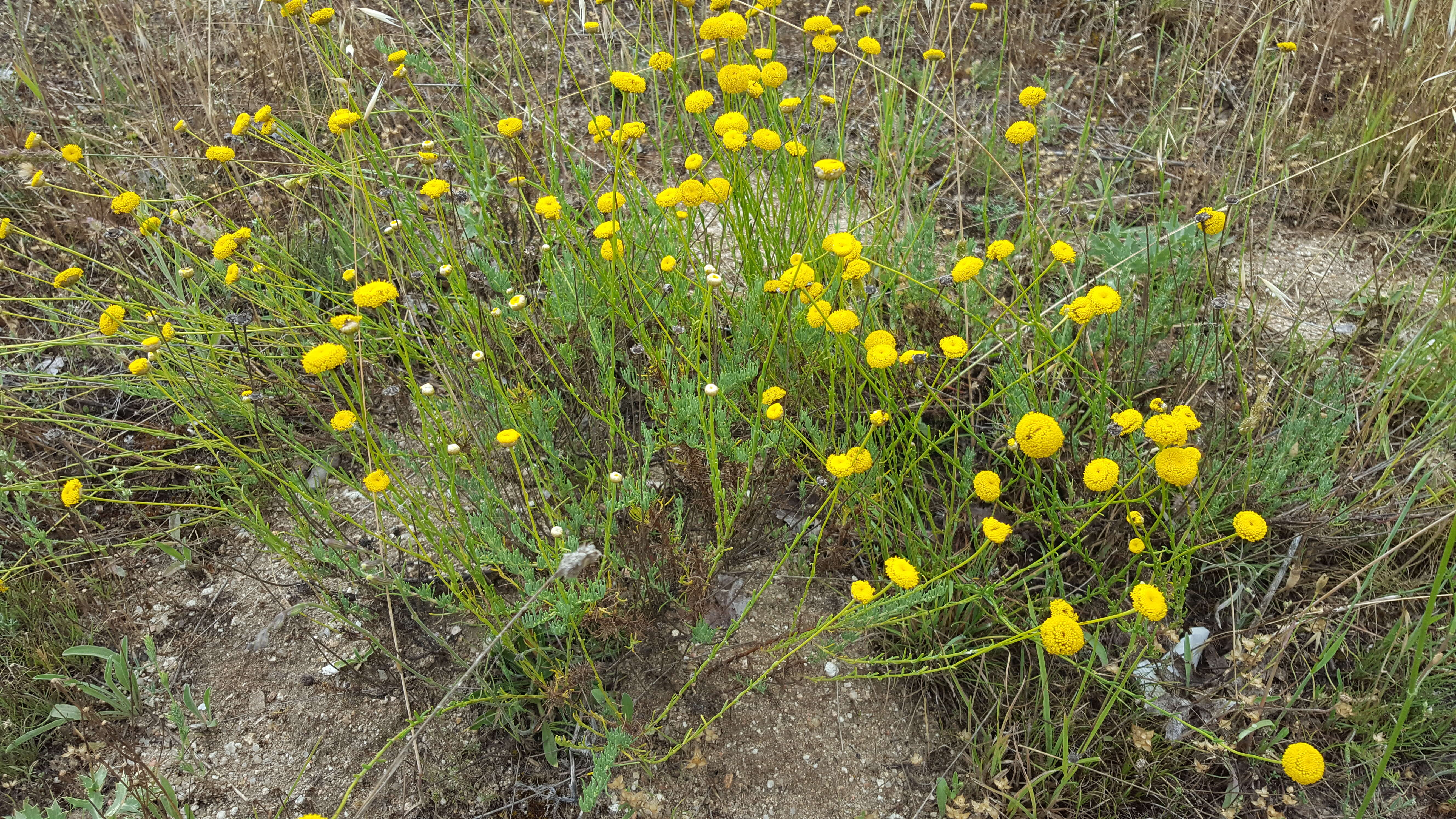 Sivun Santolina rosmarinifolia L. kuva