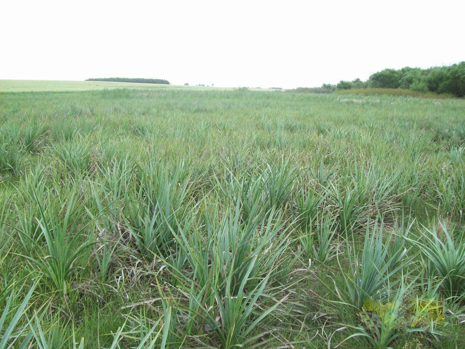 Image of Eryngium pandanifolium Cham. & Schltdl.