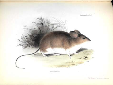 Image of Darwin's Leaf-eared Mouse