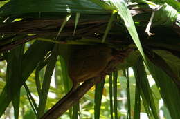 Image of Philippine tarsier