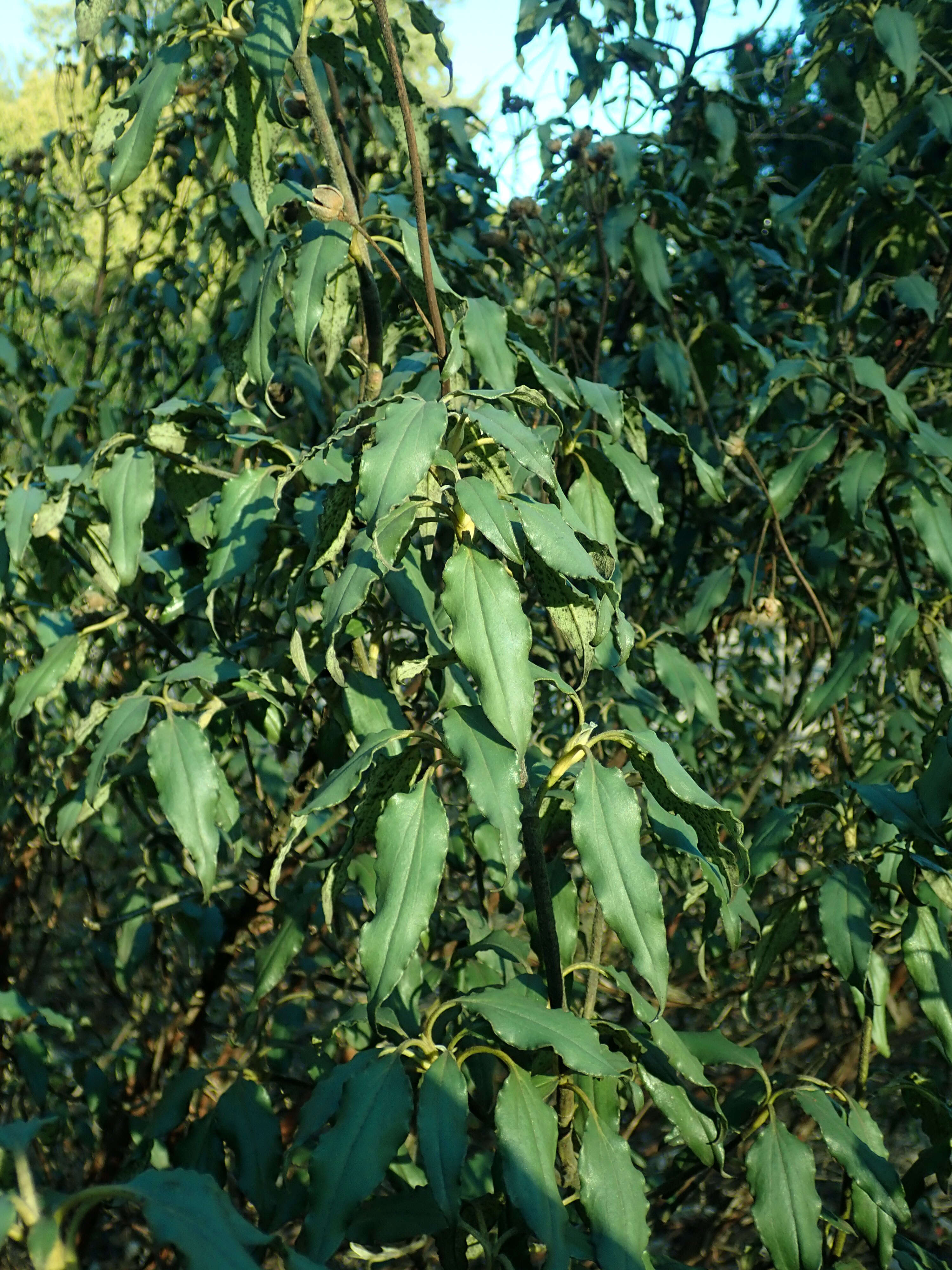 Imagem de Cistus laurifolius L.