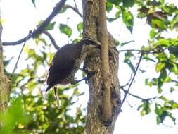 Image of Paradise Riflebird