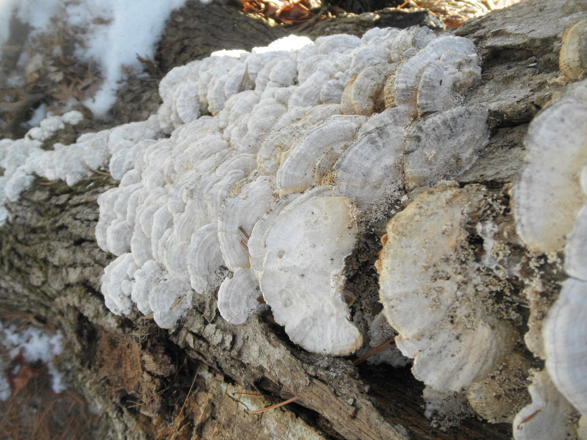 Image of Trametes pubescens (Schumach.) Pilát 1939