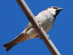 Image of Italian Sparrow