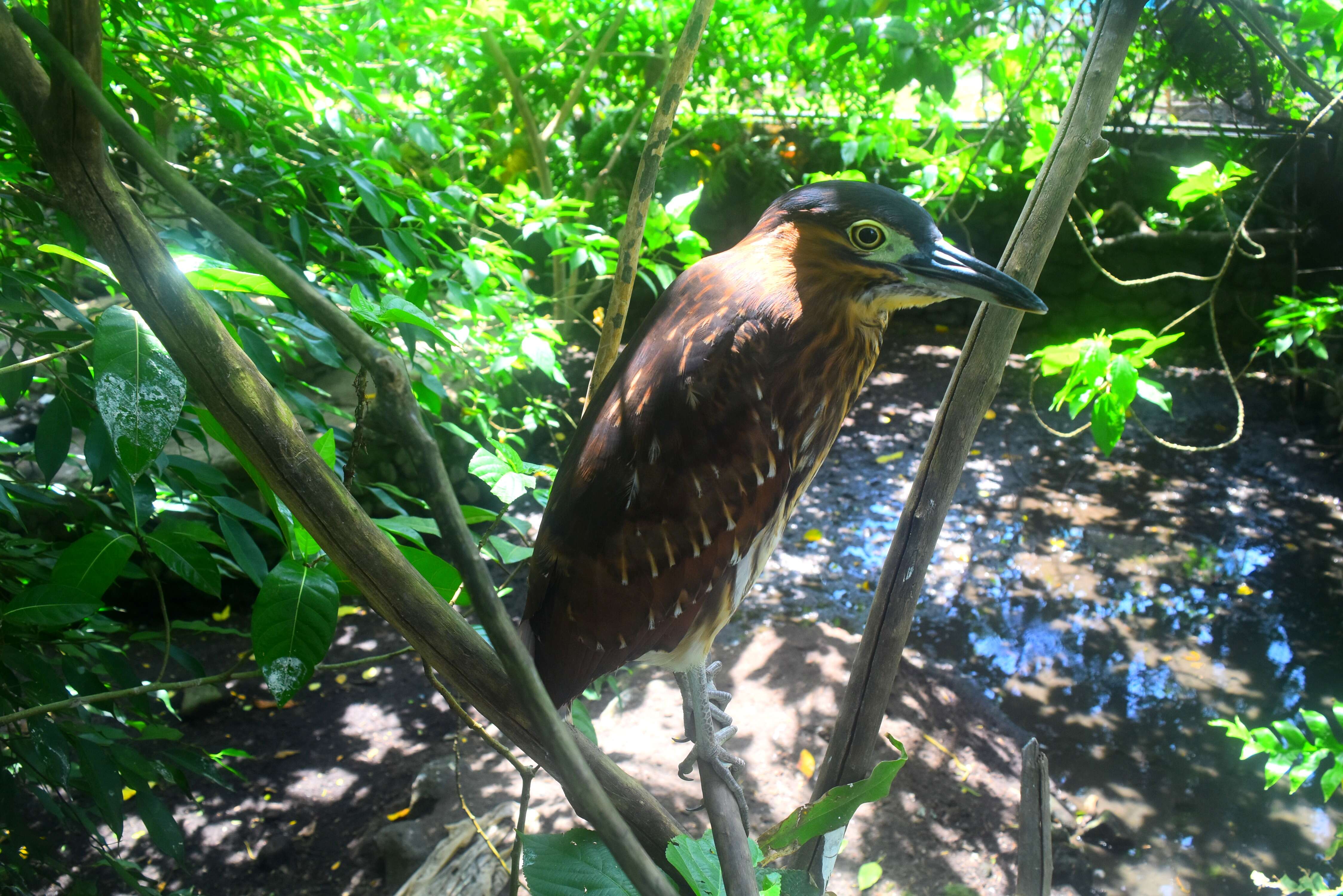 Image of Nankeen Night Heron