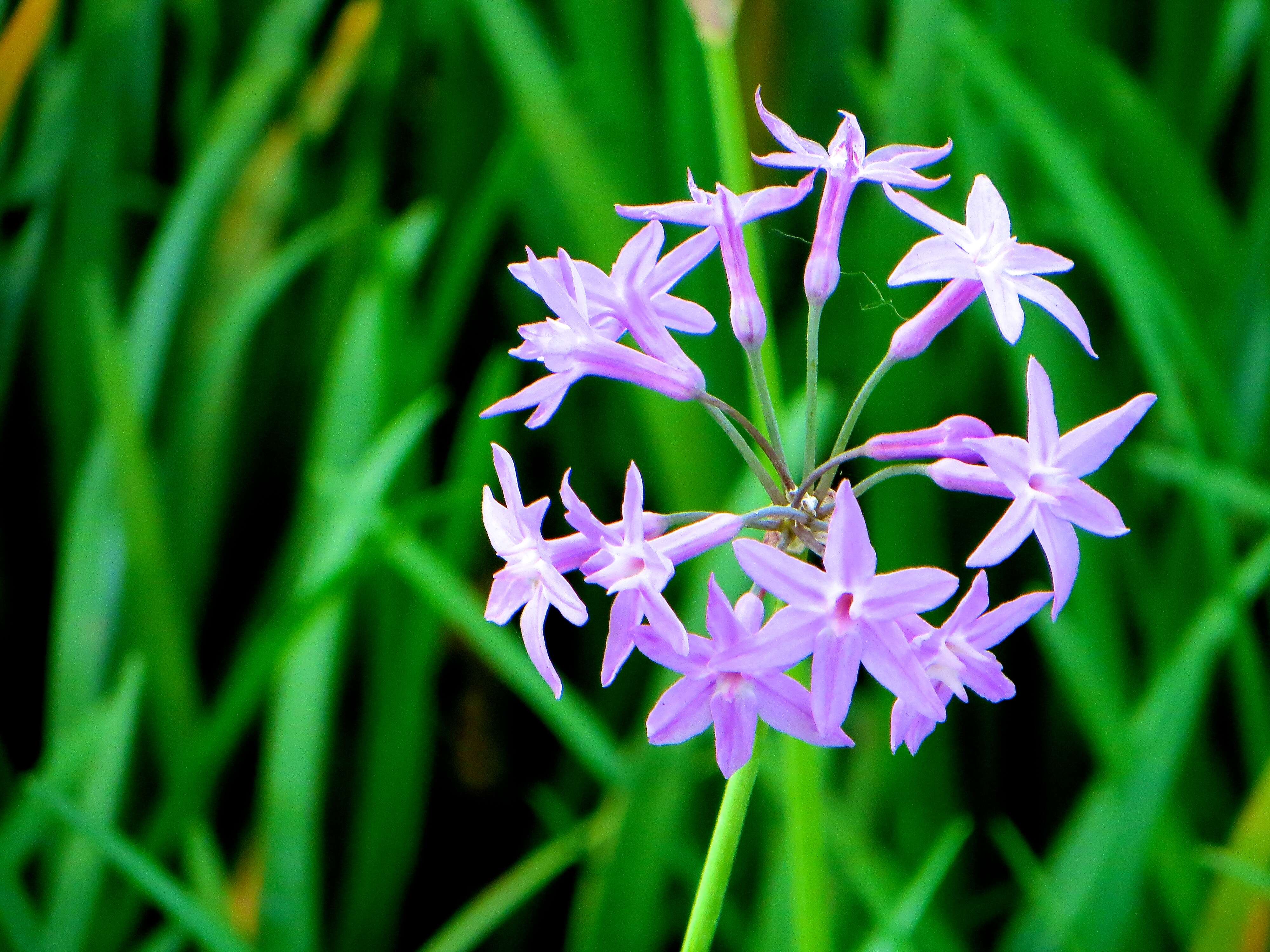 Image of Tulbaghia