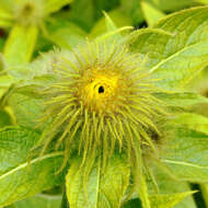 Image of Hooker's inula