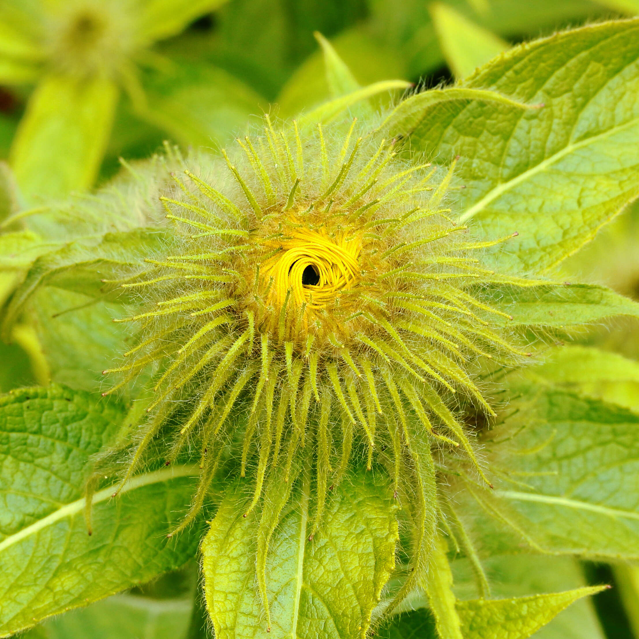 Image of Hooker's inula