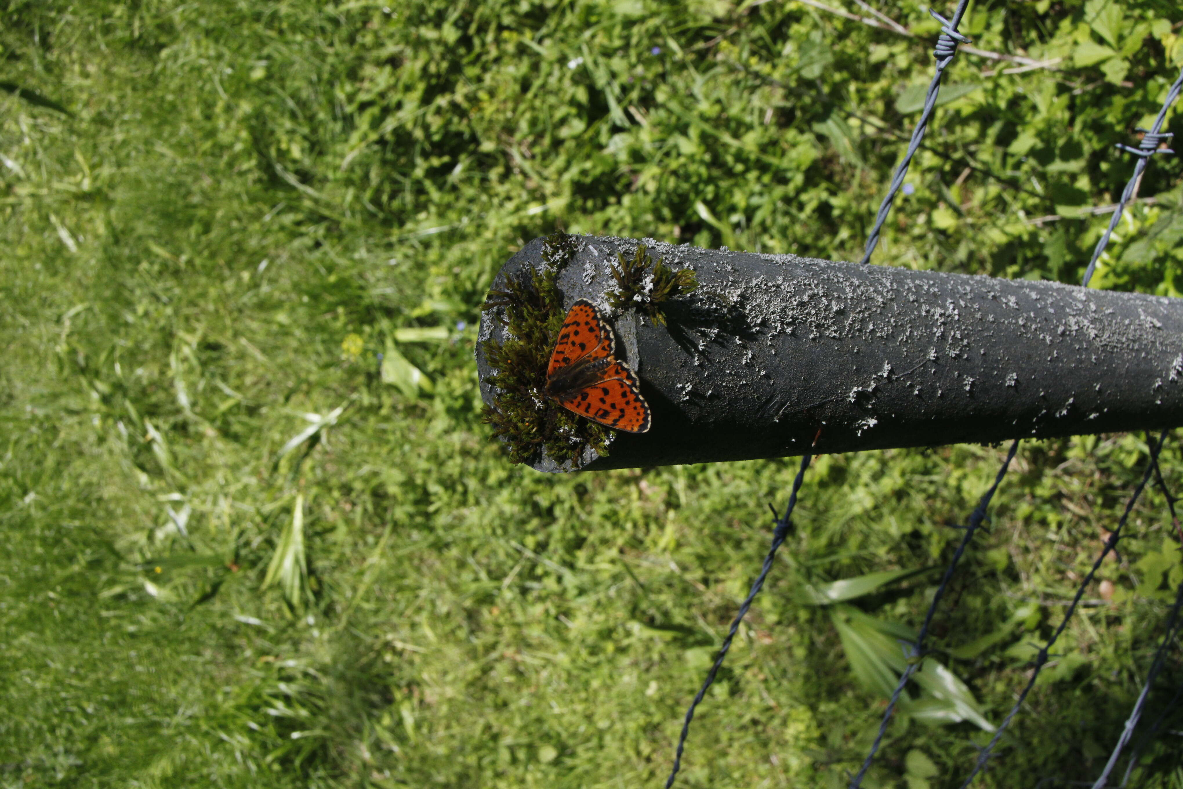 Image of Red-Band Fritillary