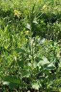 Image of charlock mustard