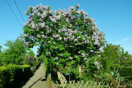 Image of Common Lilac