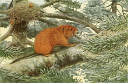 Слика од Arborimus longicaudus (True 1890)