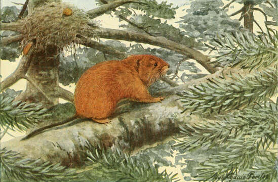 Image of Red Tree Vole