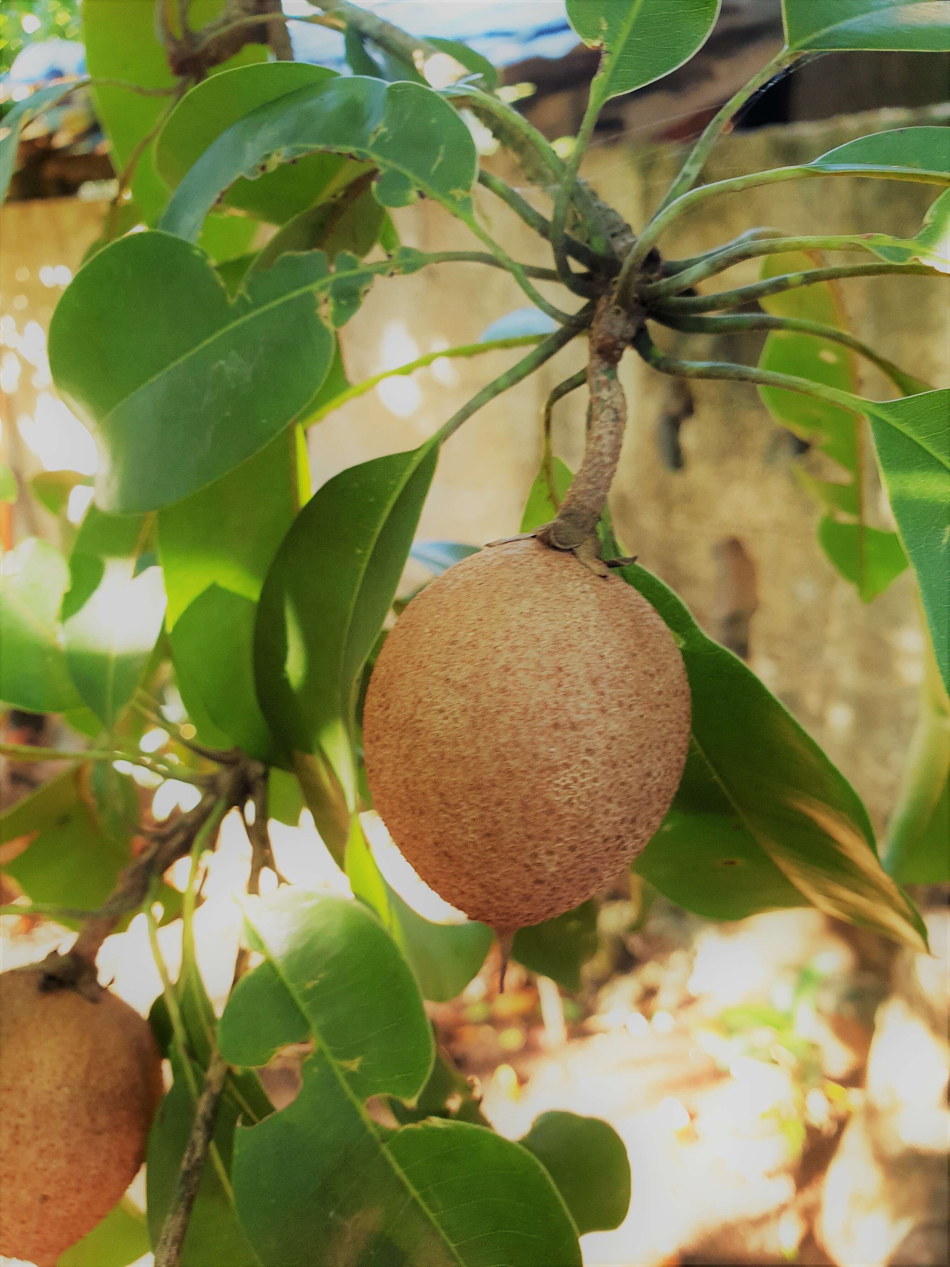 Image of sapodilla