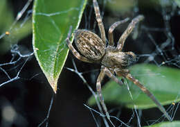 Image of Desid spider