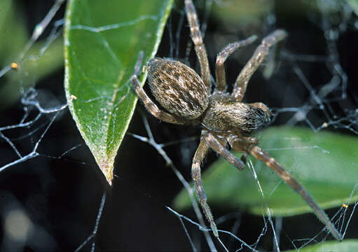 Image of Desid spider