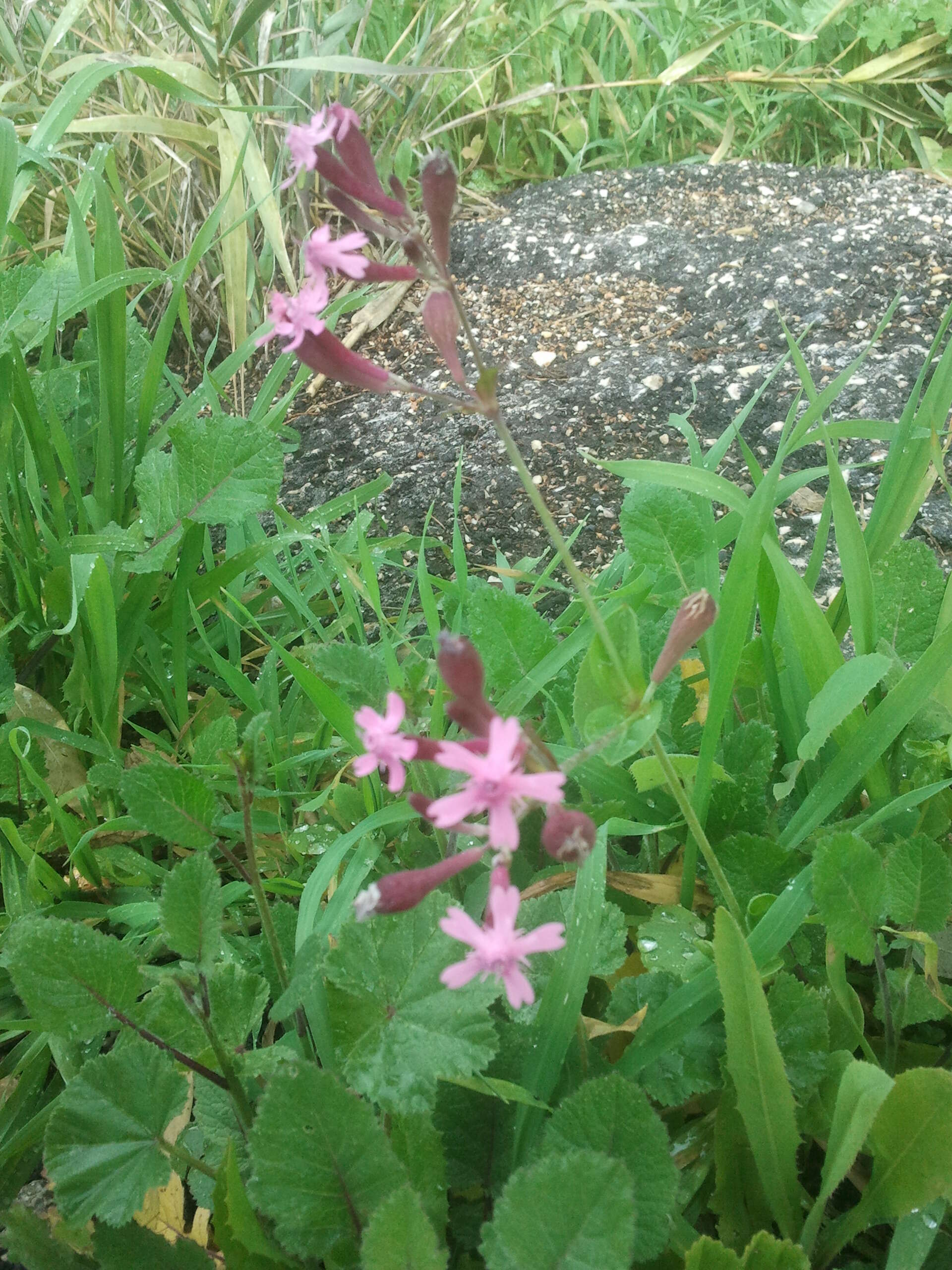 Silene aegyptiaca (L.) L. fil.的圖片