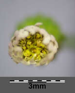 Image of Canadian Horseweed