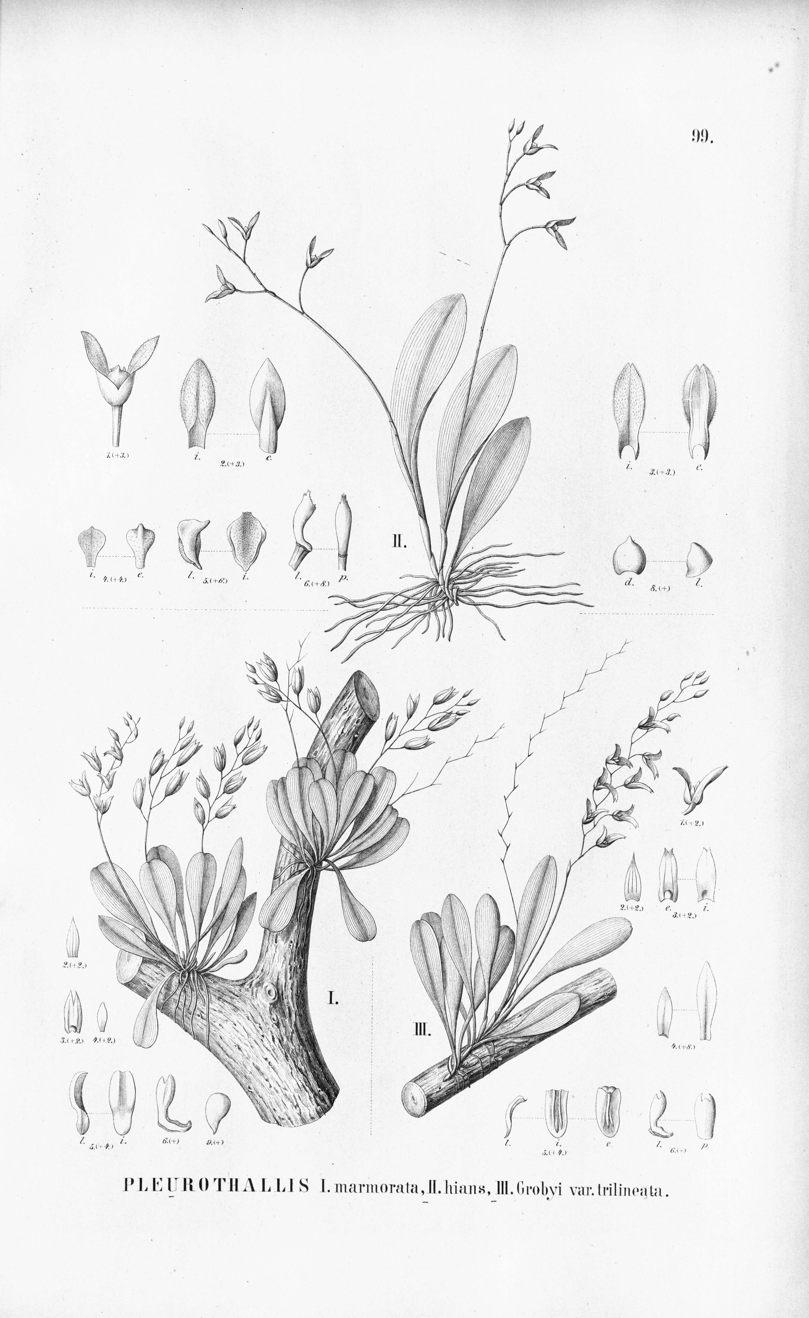 Plancia ëd Specklinia grobyi (Bateman ex Lindl.) F. Barros