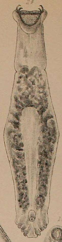 Image of Microcotyle
