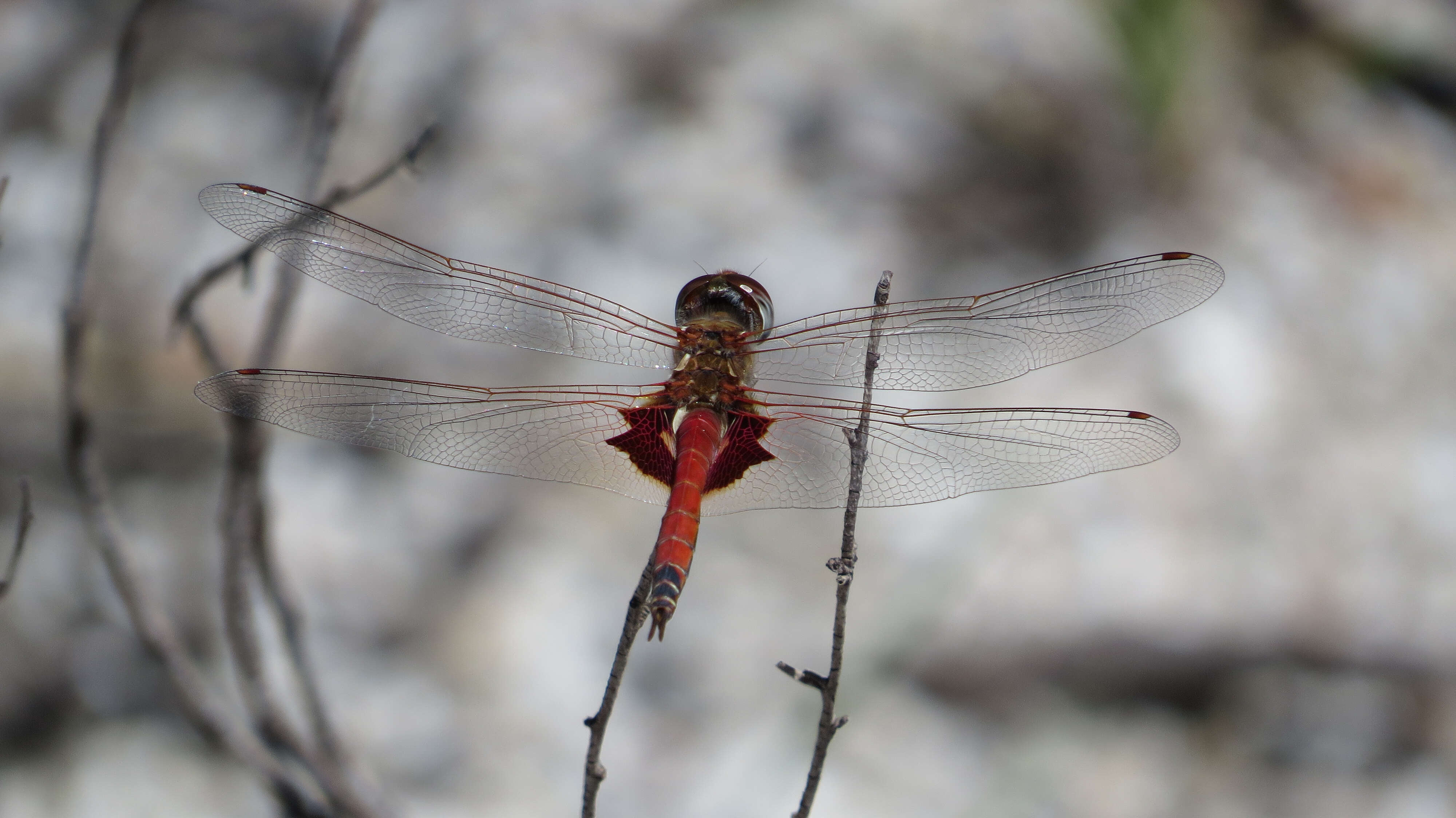 Image of Common Glider