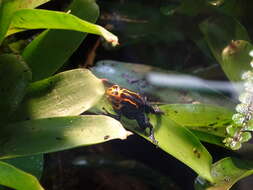 Image of Mimic Poison Frog