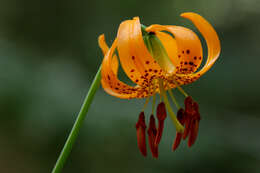 Image of Kelley's lily