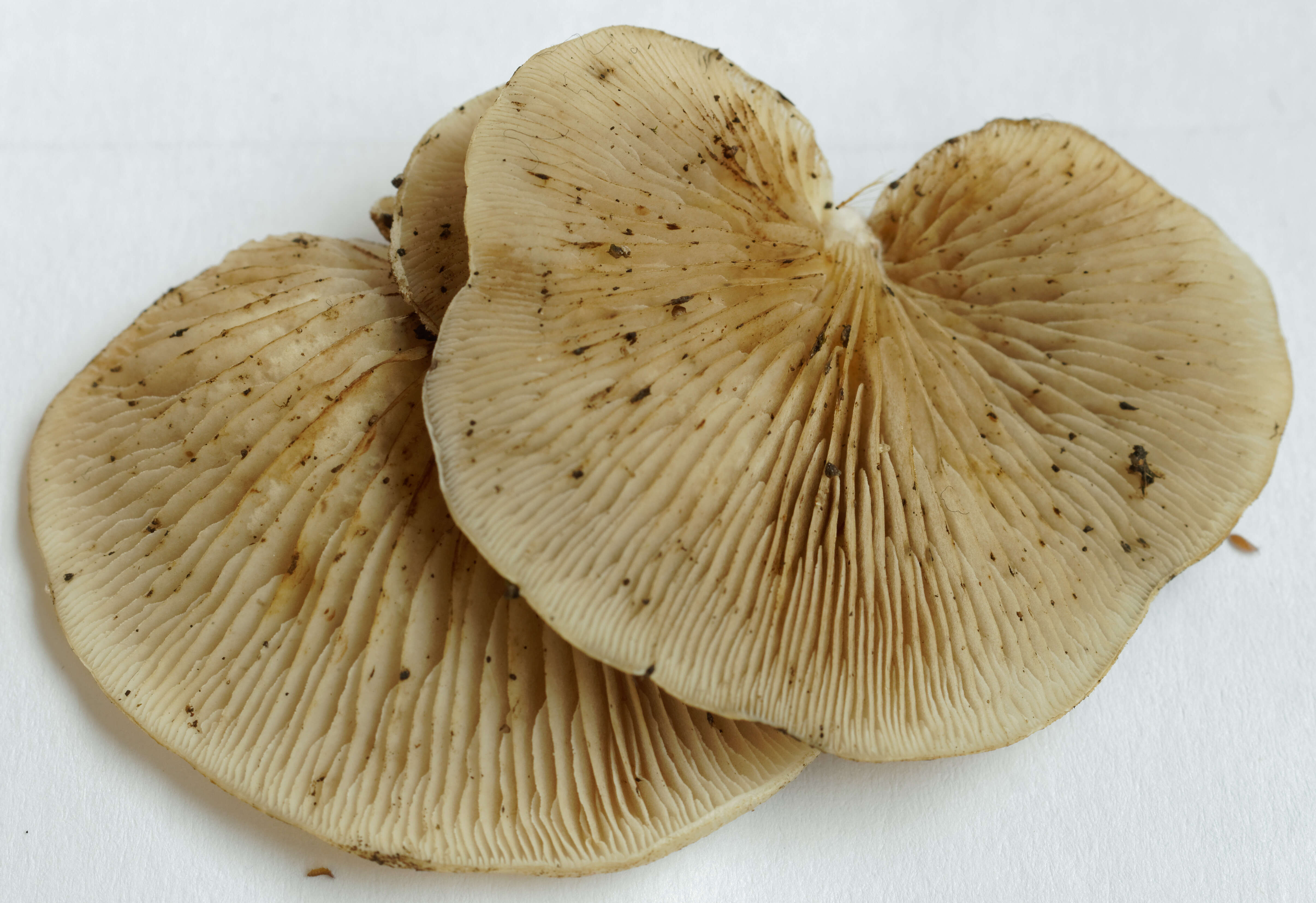 Image of Crepidotus mollis (Schaeff.) Staude 1857