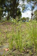 Image of Tall flatsedge