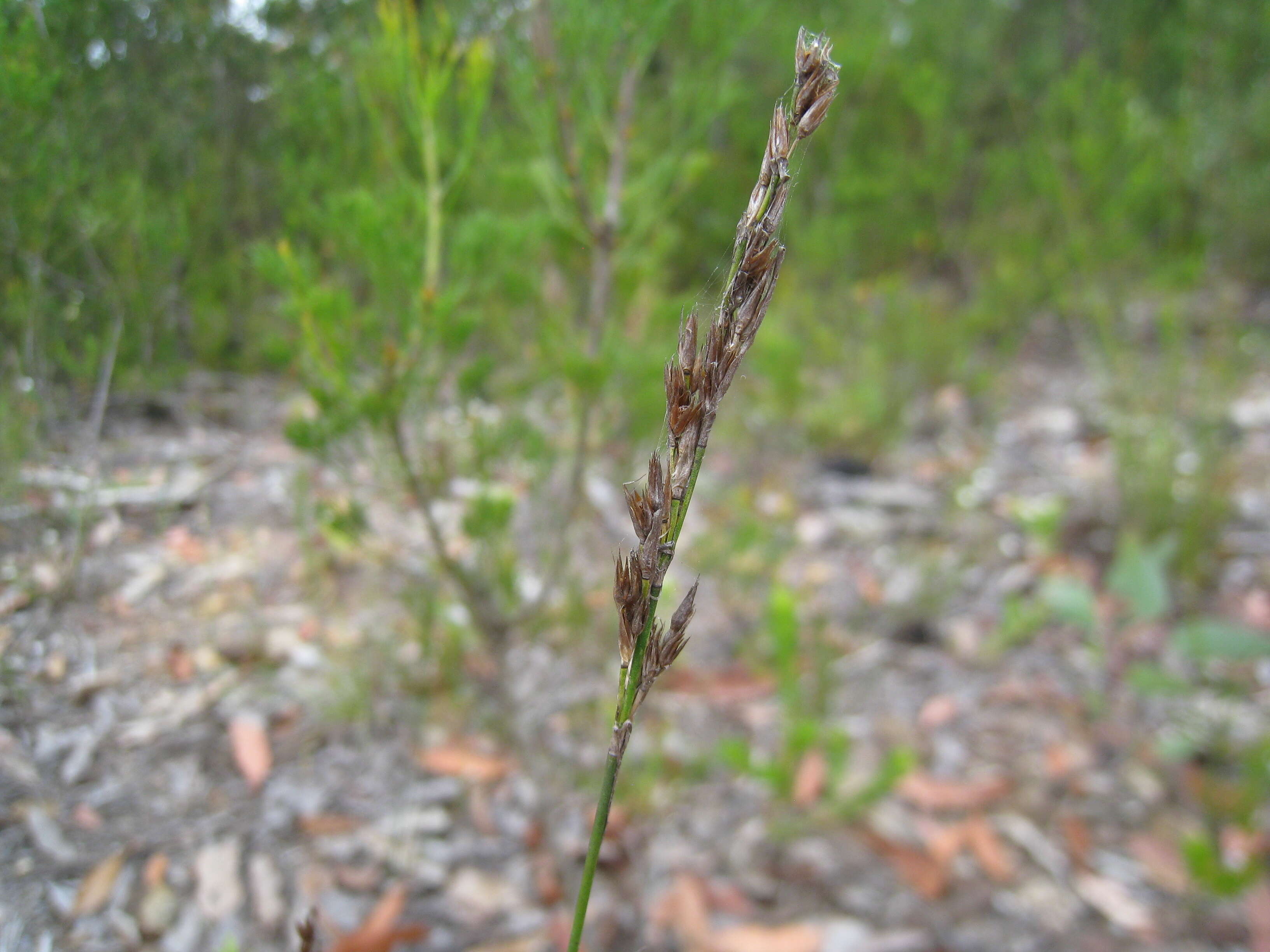 Слика од Lepyrodia scariosa R. Br.