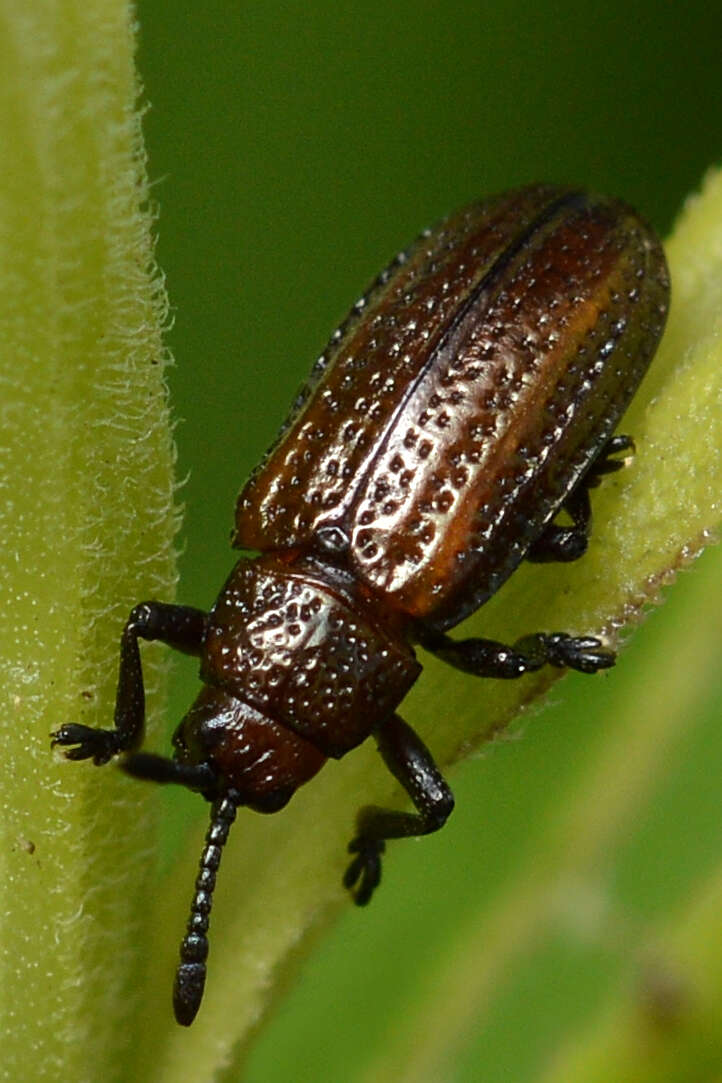 Microrhopala vittata (Fabricius 1798)的圖片