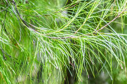 Image of Dacrydium