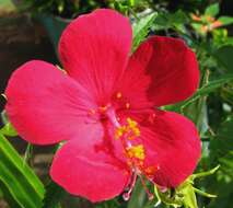 Imagem de Hibiscus phoeniceus Jacq.