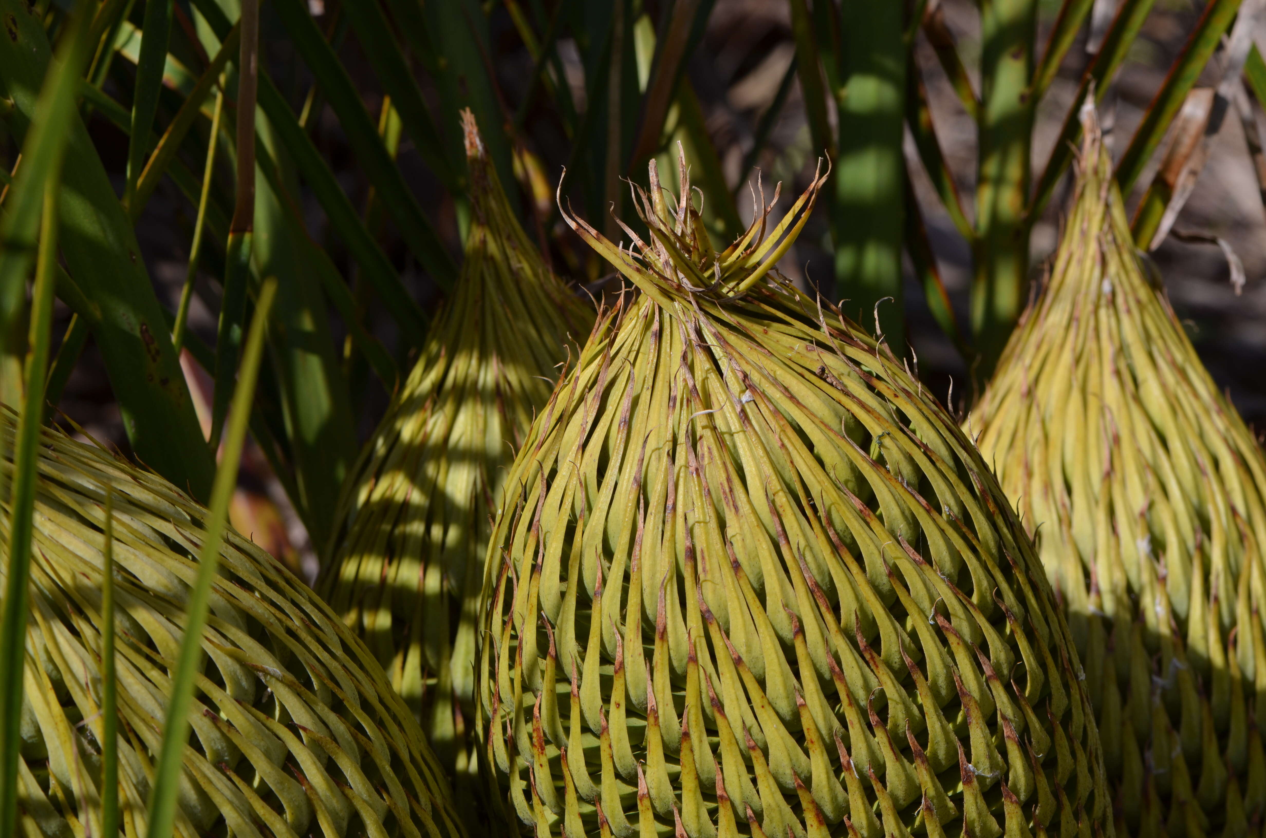 Image of Macrozamia riedlei (Gaudich.) C. A. Gardner