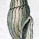 Image de Gingicithara pessulata (Reeve 1846)