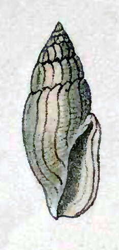 Image de Gingicithara pessulata (Reeve 1846)