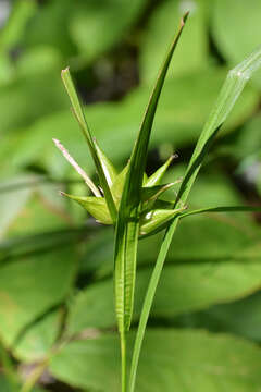 Image of Greater bladder sedge