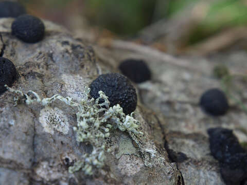 Image of Annulohypoxylon thouarsianum (Lév.) Y. M. Ju, J. D. Rogers & H. M. Hsieh 2005