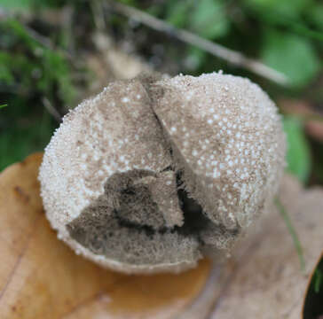 Imagem de Lycoperdon perlatum Pers. 1796