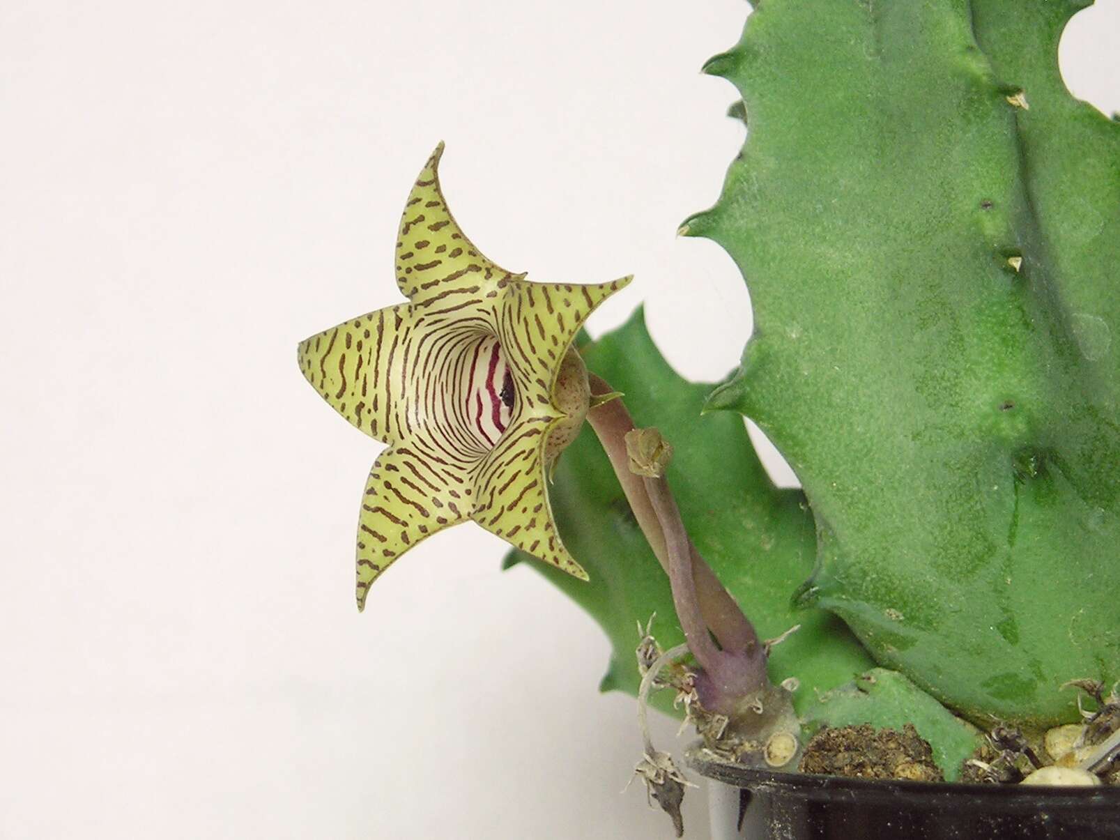 Image of Huernia