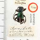 صورة Aprophata eximioides Breuning 1961