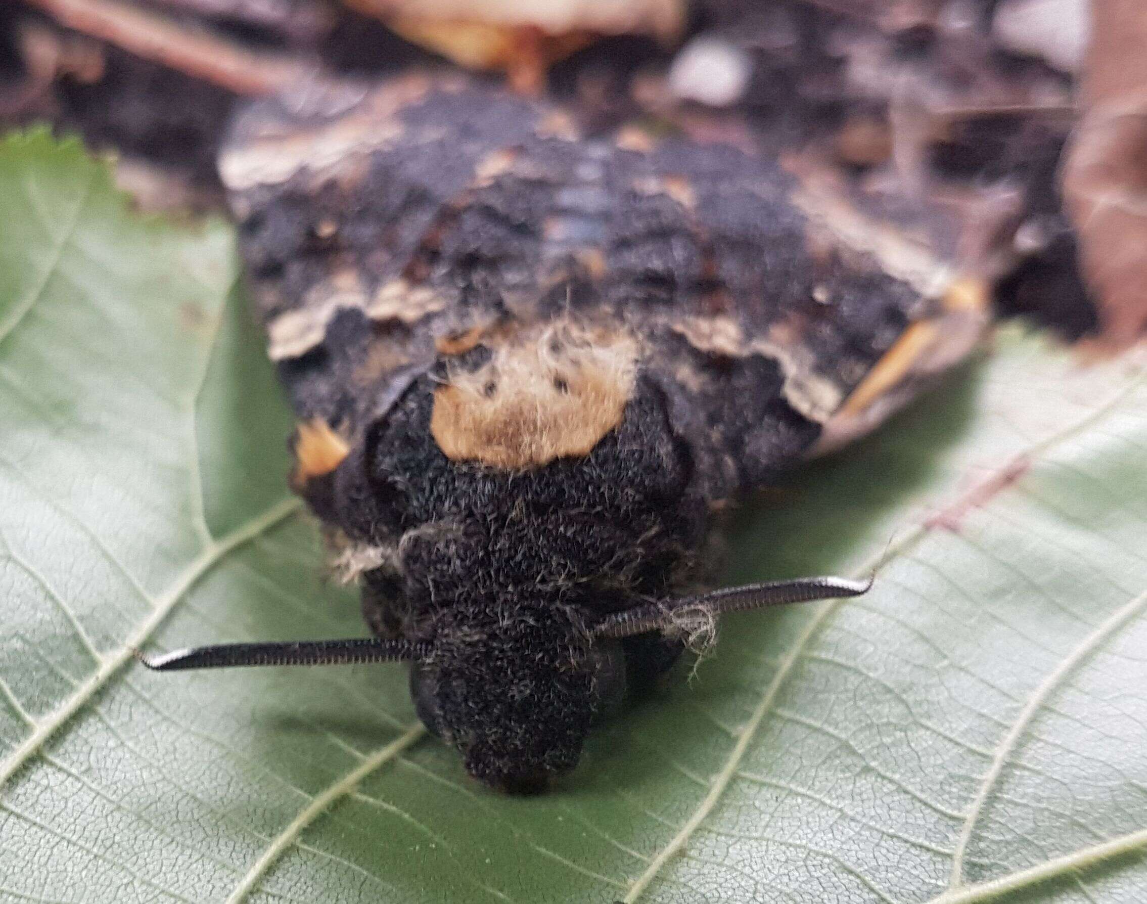 Imagem de Acherontia atropos (Linnaeus 1758)