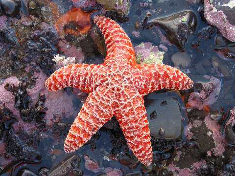 Image of ochre sea star