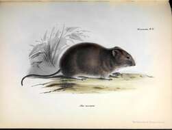 Image of Southern Big-eared Mouse