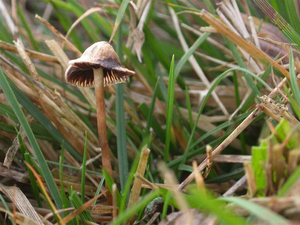 Plancia ëd Psilocybe semilanceata (Fr.) P. Kumm. 1871