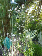 Image de Gypsophila paniculata L.