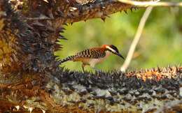 Image of Rufous-backed Wren