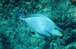 Image of Bluespine Unicornfish