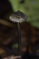 Image of Hygrocybe astatogala R. Heim ex Heinem. 1963