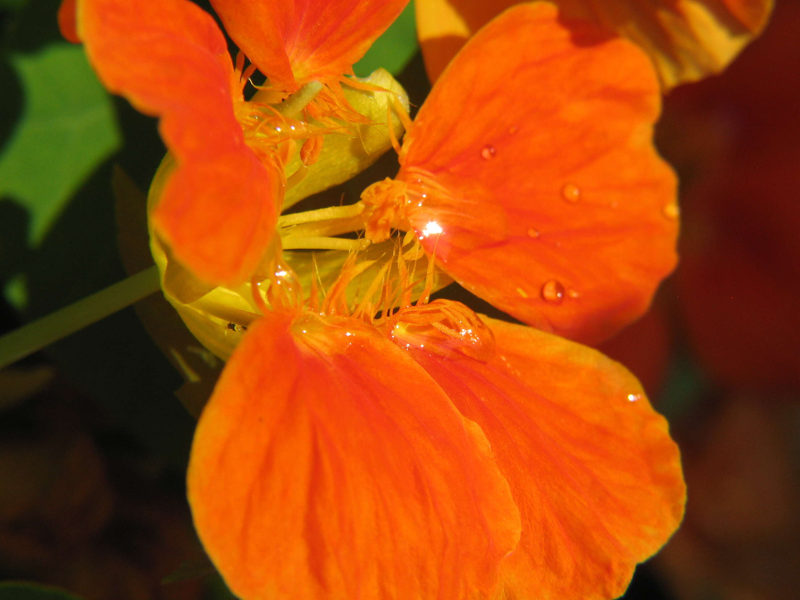 Image of nasturtium